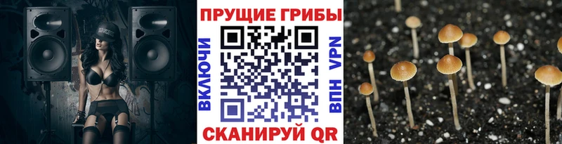 Псилоцибиновые грибы MAGIC MUSHROOMS  Купить  Котельниково 